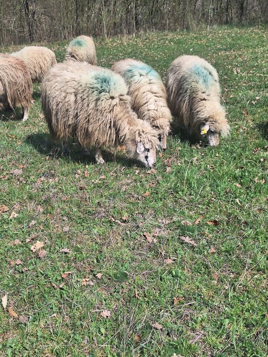 Oi tinere cu lapte de vanzare