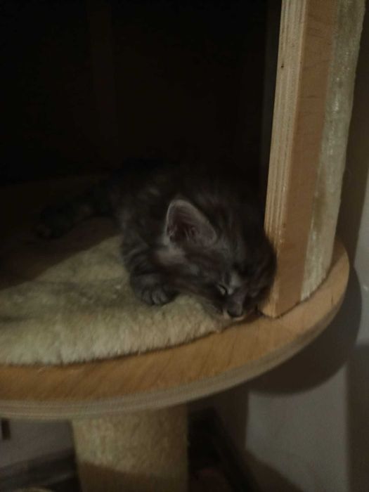 Котенца Мейн куун