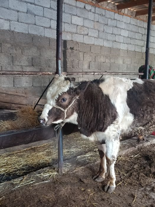 Буқа сатылады аа