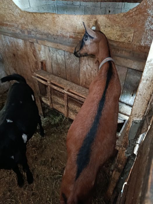 Capră alpină 1,7 ani gestantă