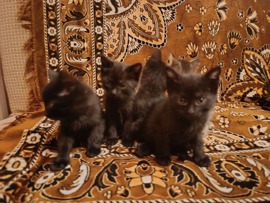 Отдам бесплатно котят
