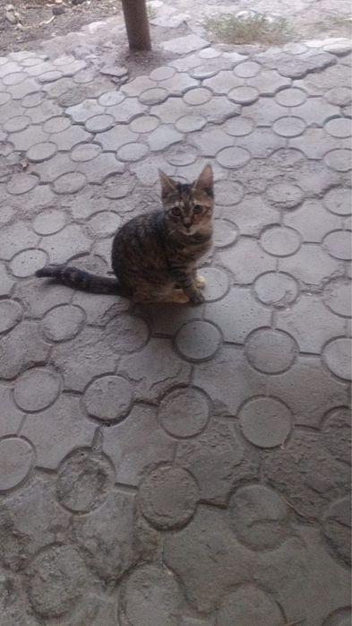 Котята крысыловы в добрые руки