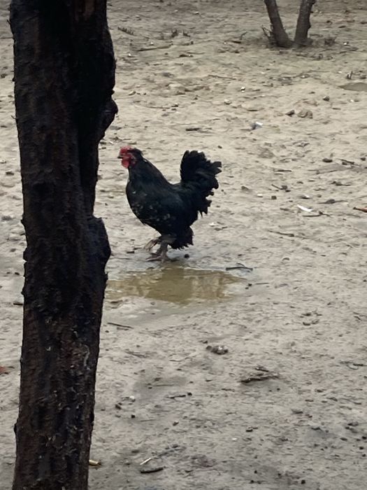 Японский петух еще молодой