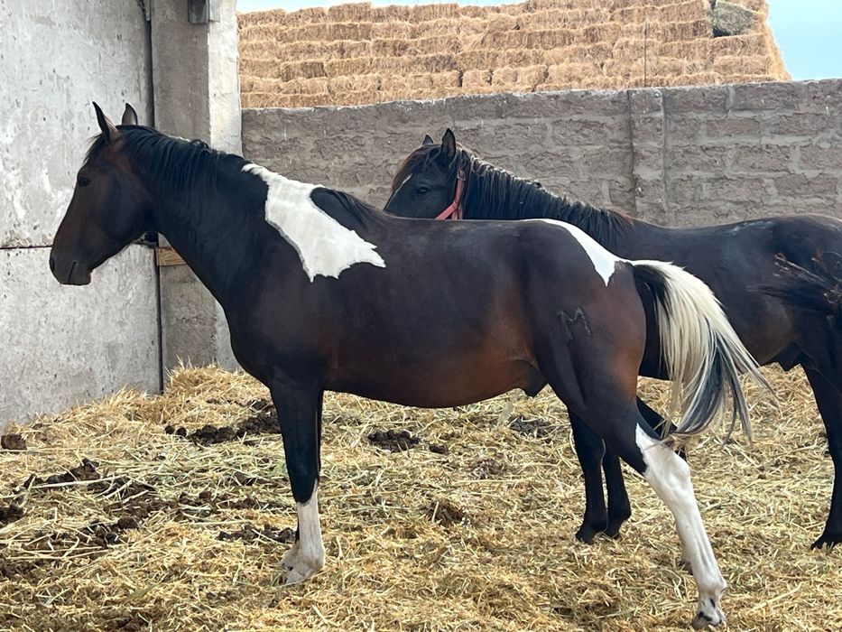 мықты Айғыр сатылады апачи