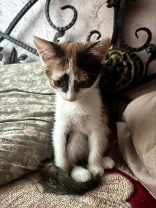 котенок в добрые руки