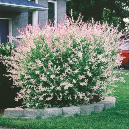 Salcie Japoneza la Ghiveci pe Trunchi