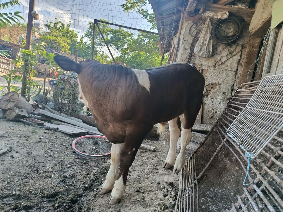 Vând vițel de 2  luni
