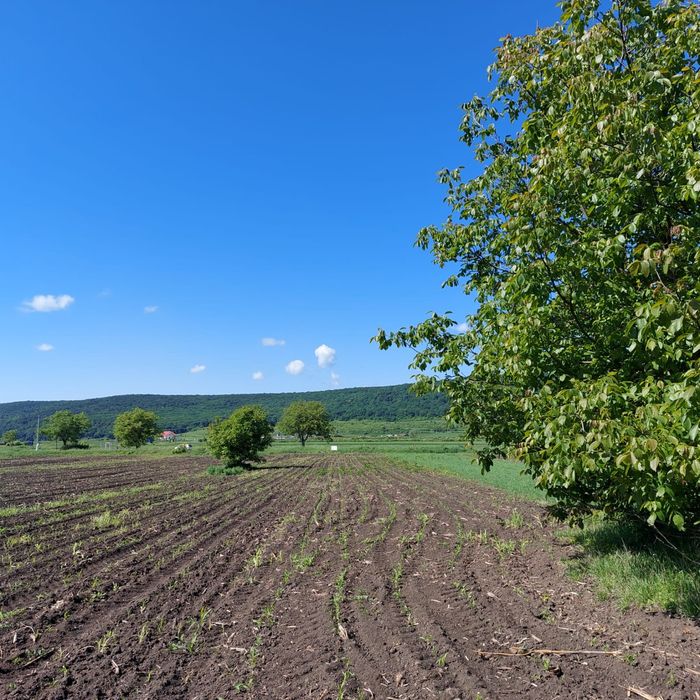 Teren intravilan construibil drum principal Mirăslău