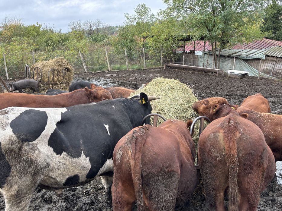 Tauri Angus si metis