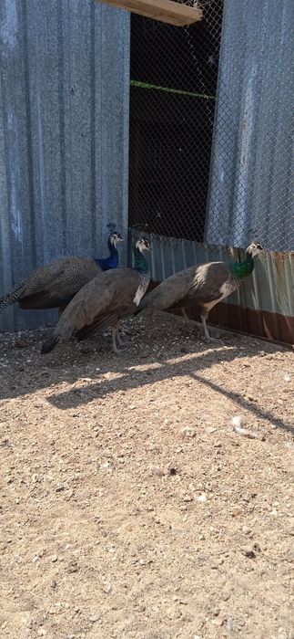 Продам Семью Павлинов 1+2