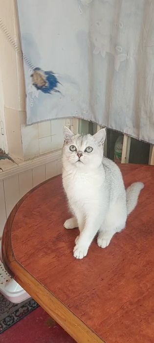 Сотилади 1.5 ёш угил бола соглом