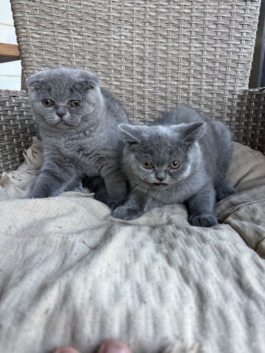 Котенца Шотландски късокосмести