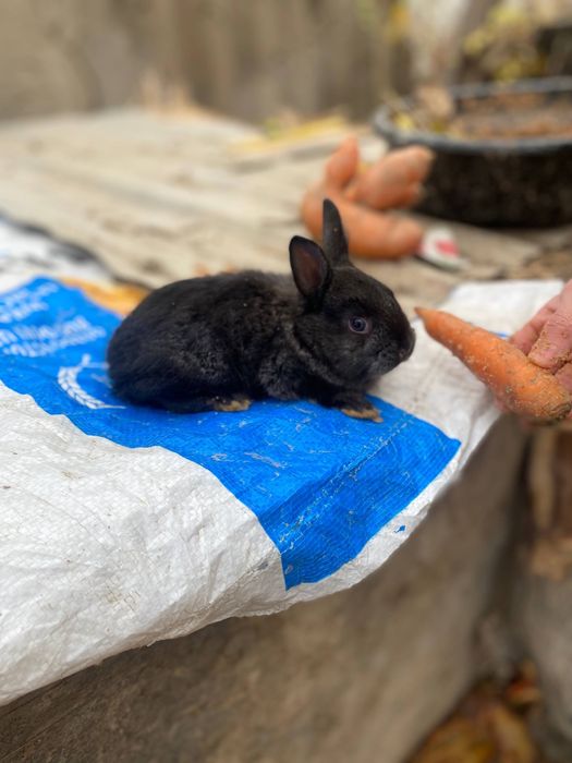 Quyonchalar sotiladi