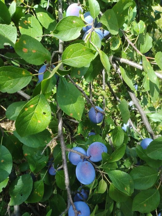 Prune culese de vânzare