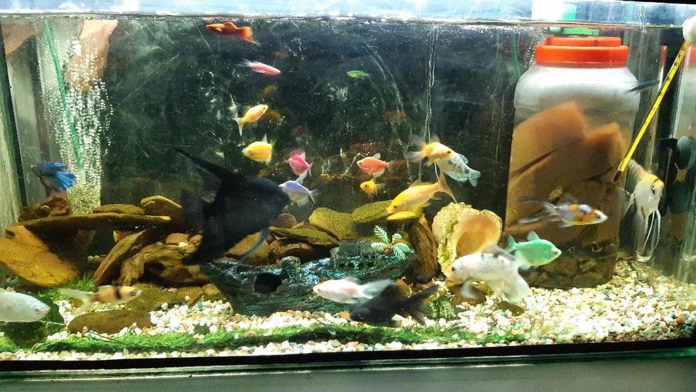Аквариум с рыбками