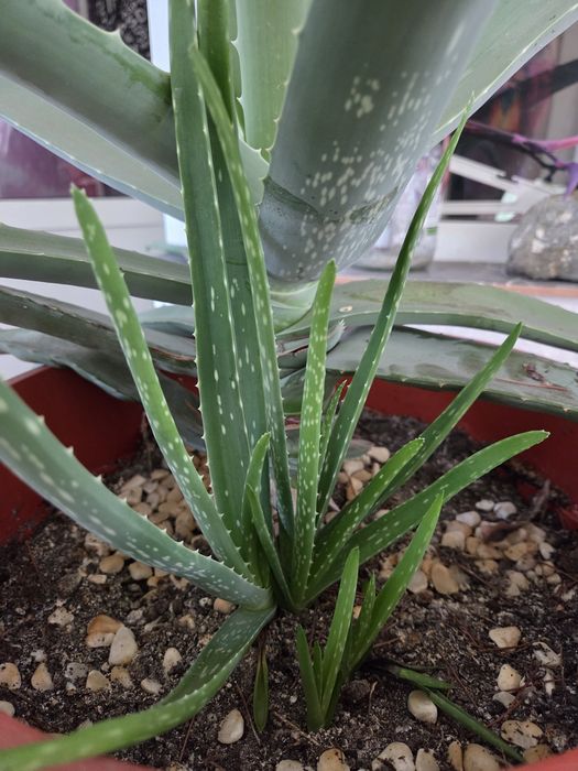 Алое вера (Aloe barbadensis Miller)
