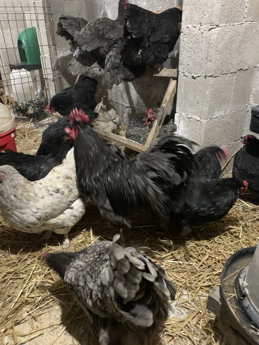 Oua incubat Australorp