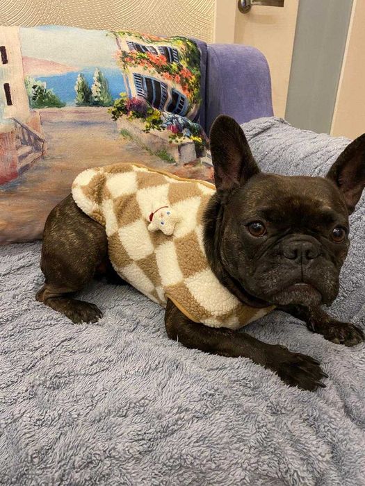 Одежда для собак