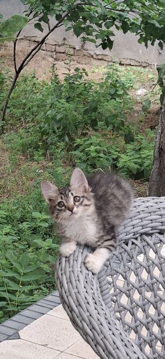 Отдам в добрые руки котенка