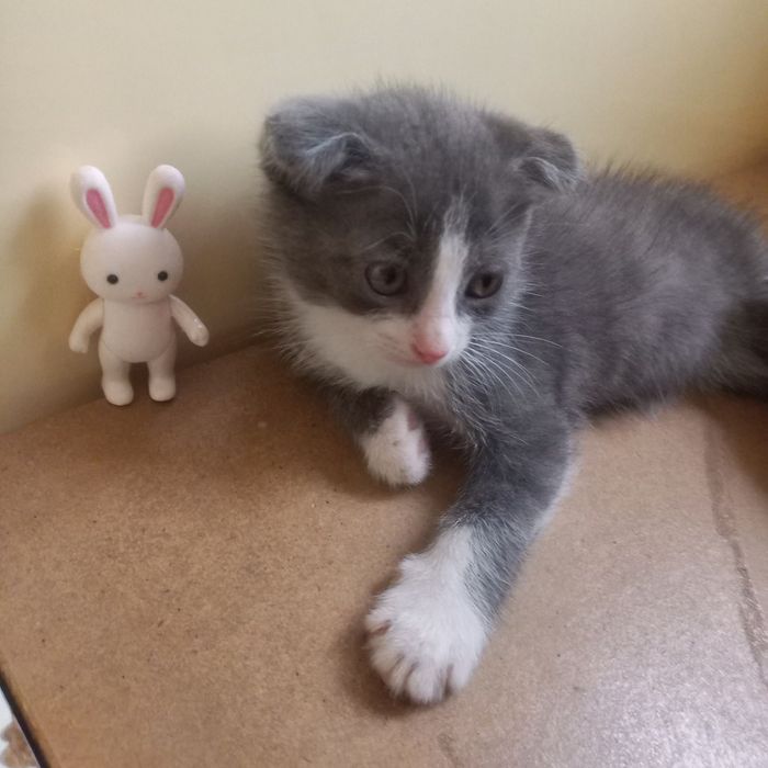 Вислоухий котёнок 1,5 мес мальчики