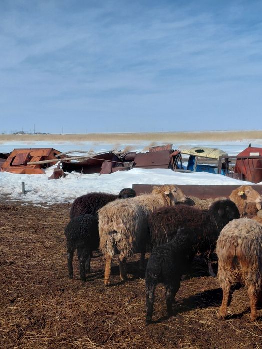 Плем баран кошкар