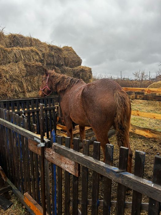 Продам жеребую кобылу