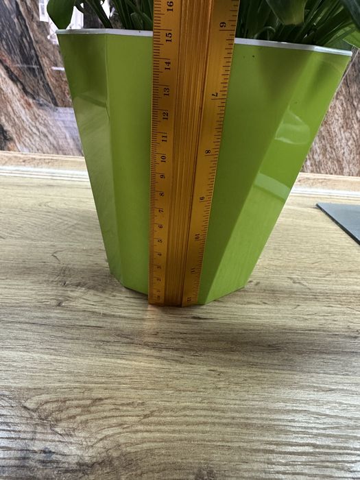 Спатифиллум женское счастье