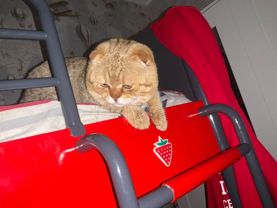 Шотландский вислоухий кот.         Вязка