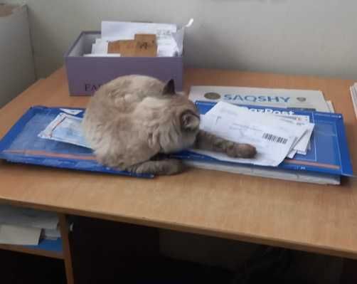 Н а й д е н       К о т