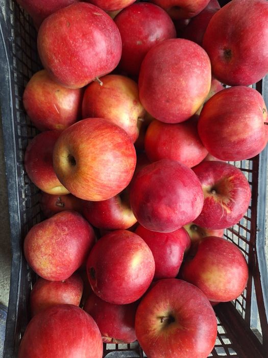 Vand mere  Florina si Idared