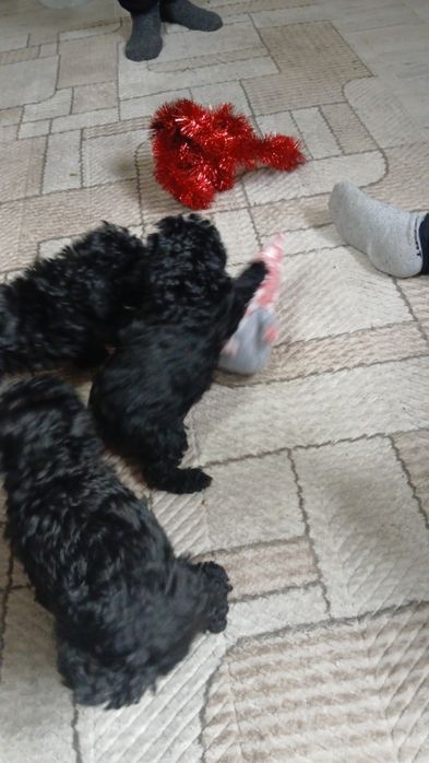 Продавам пудел той