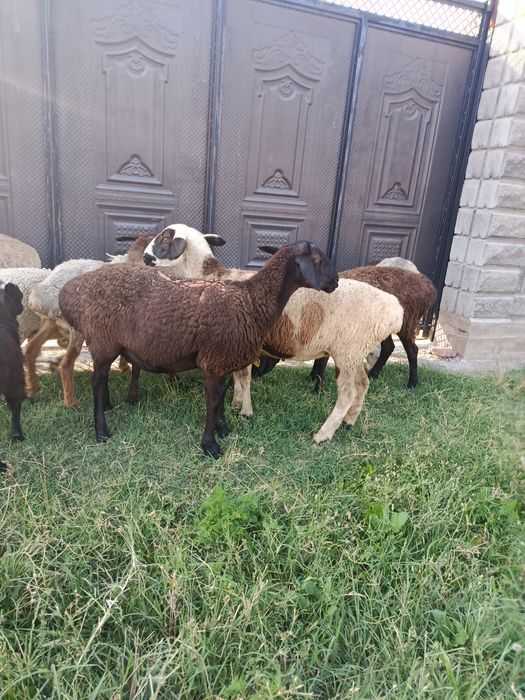 В продажи Жирные Барашки