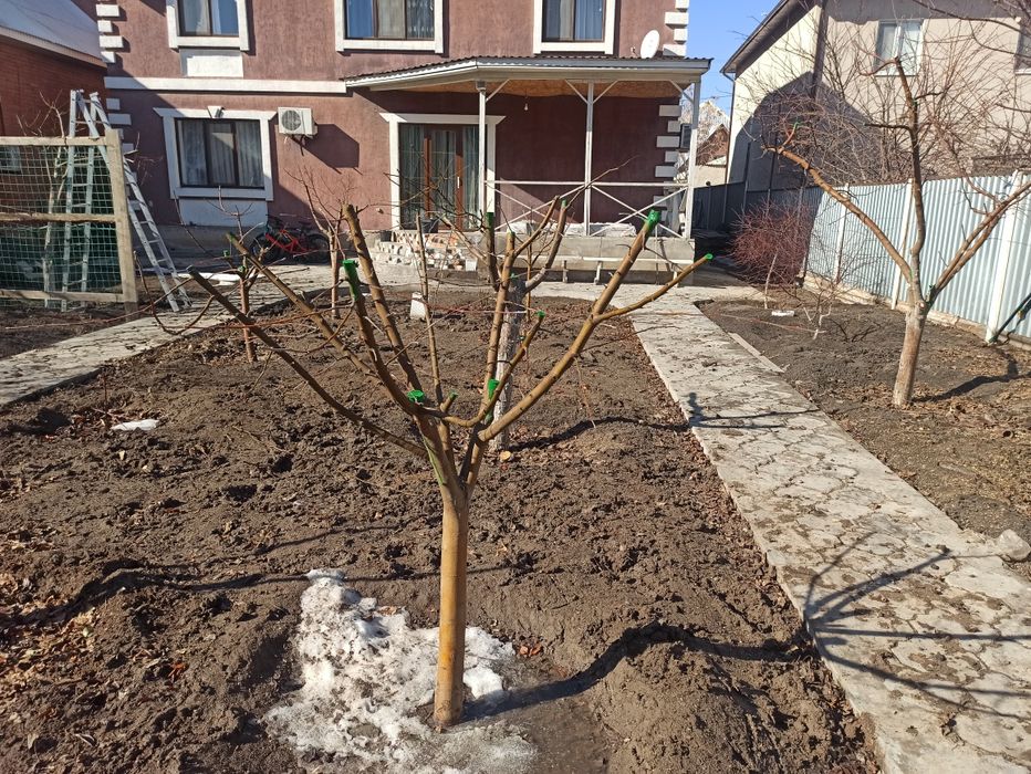 Тал кесу егу жумыстар