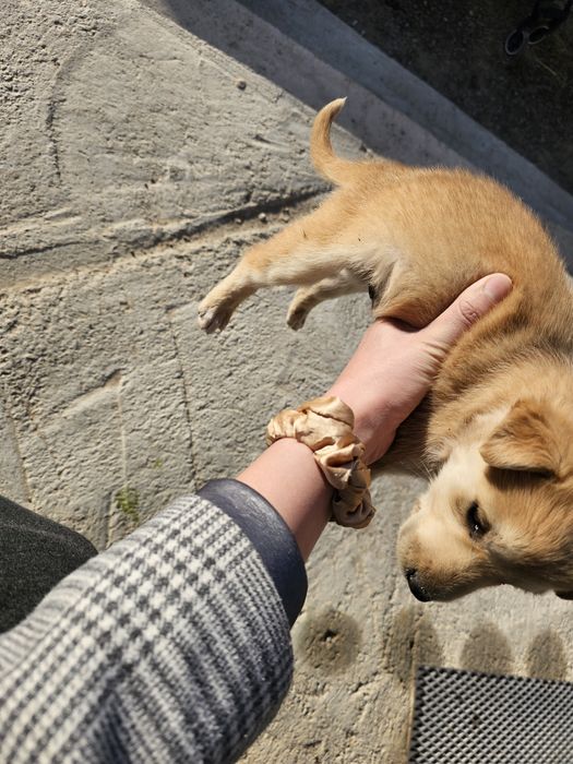 Ченок мальчик собачка