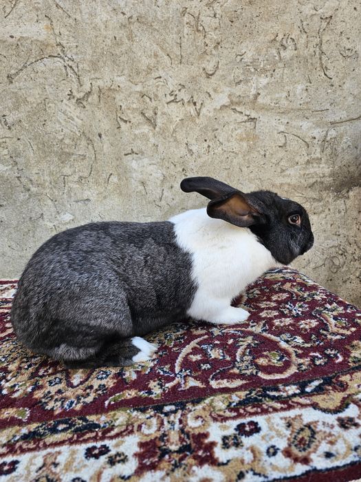 Mascul hycole francez