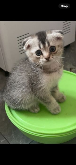 Продаётся вислоухий котенок,мальчик