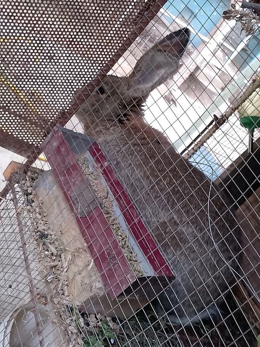 Velikan zot toza qon privaznoylani bolasi