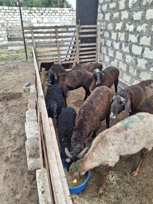 Продам баранов в Актобе