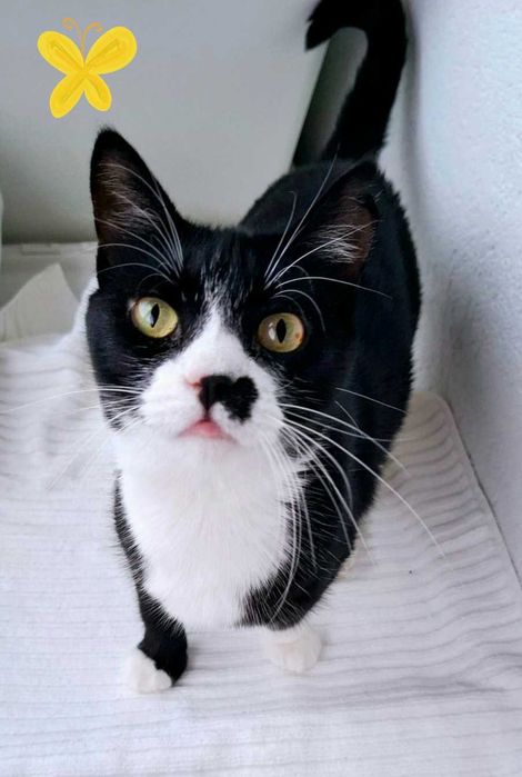 Adoptie pisica castrata neagra