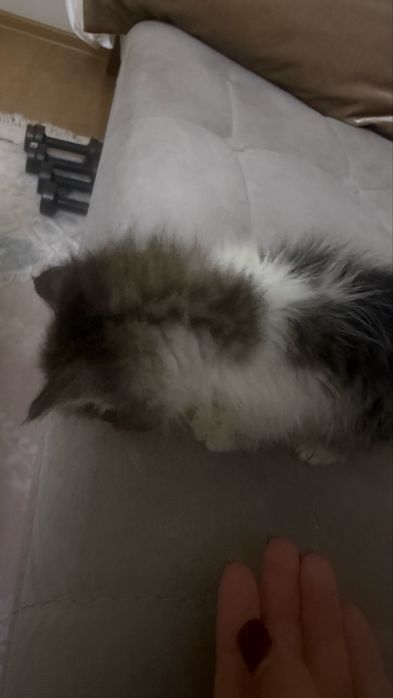 Бесплатно отдается котенок