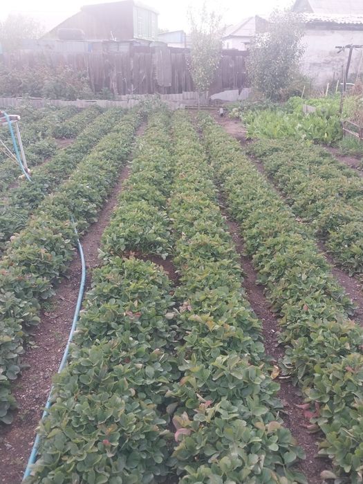 Кусты клубники продам