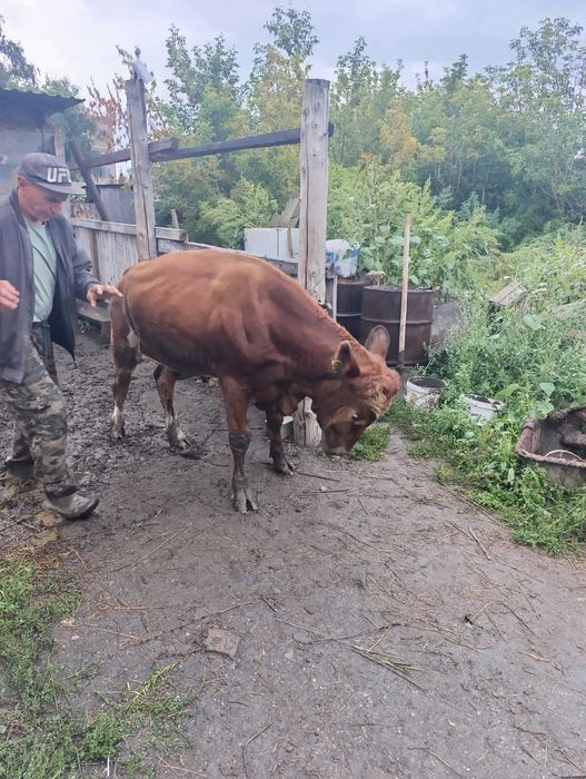 Продам бычков 1.5