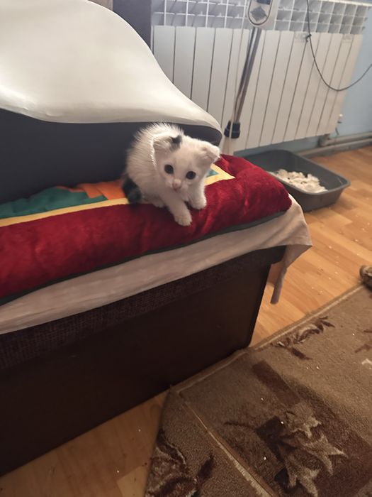 Котята 1.5 месяца девочка