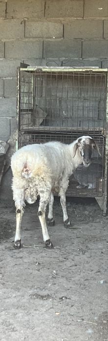Бараны кошкары молодые
