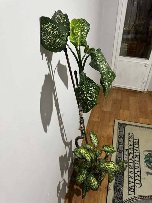 Цветы Диффенбахия