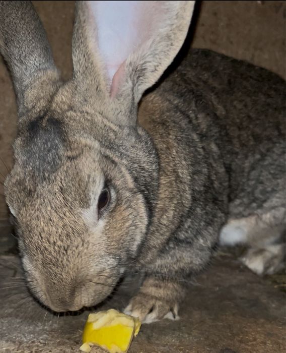 Продам крольчиху