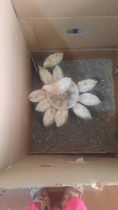 Жўжалар сотилади