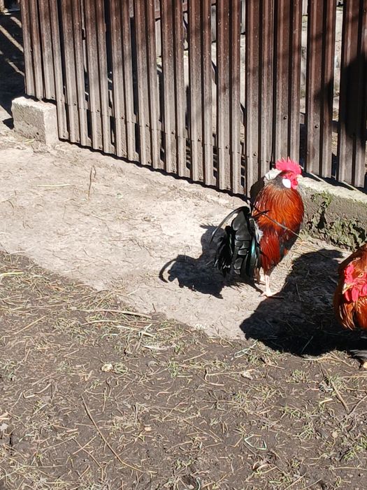 Mascul pitic si cocoș pitic