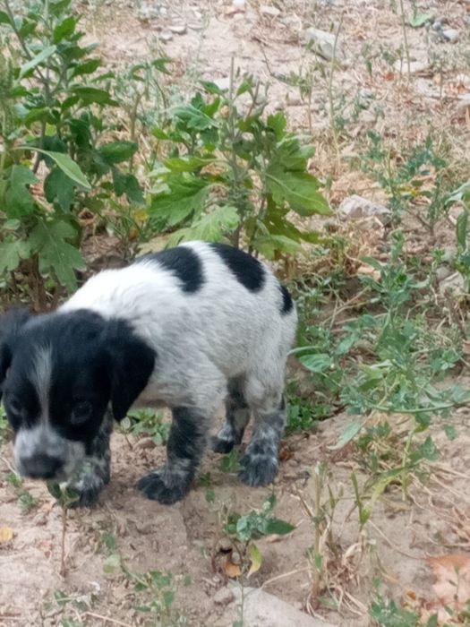 Щенок спаниель город шымкент