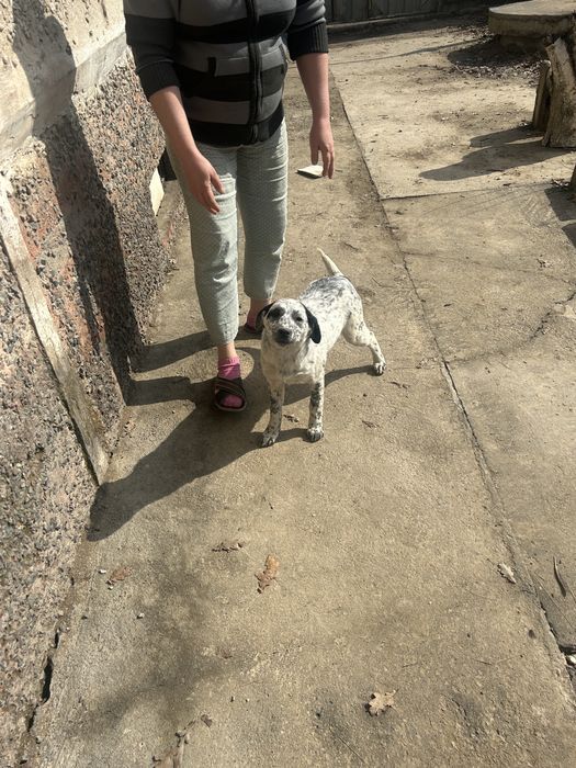 Ласковая здрровая девочка изет дом.